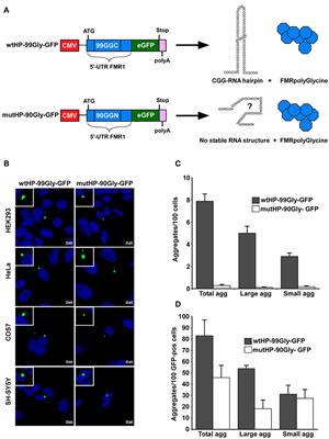 The FMRpolyGlycine Protein Mediates Aggregate Formation and Toxicity Independent of the CGG mRNA Hairpin in a Cellular Model for FXTAS